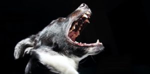 Dog barking angrily and showing teeth