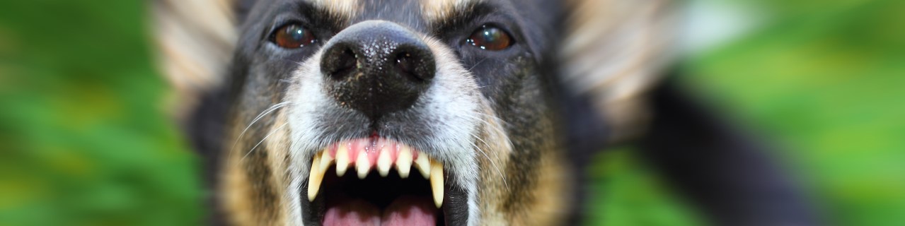 Dog barking angrily and showing teeth