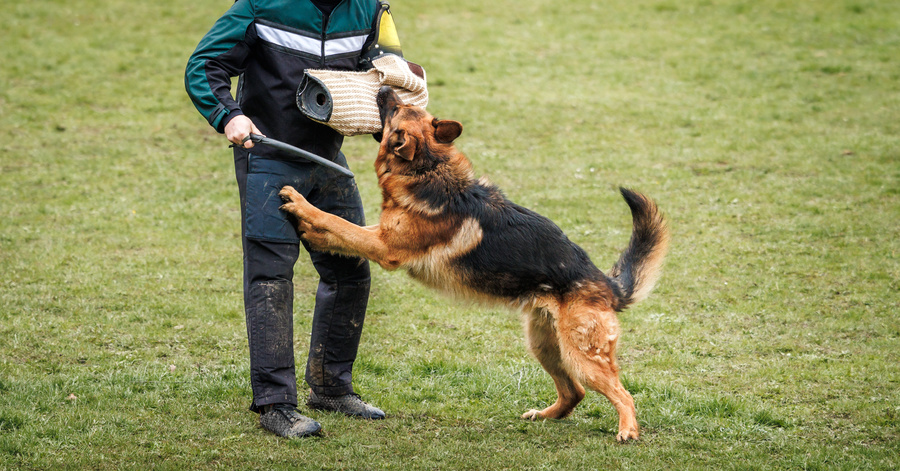 German shepherd dog bit a man