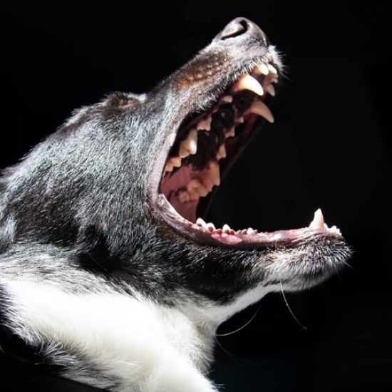 Dog Bite/Attacks